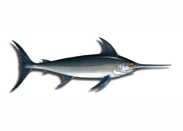 Un 2,7% de cuota para la captura fortuita de pez espada en el Mediterráneo
