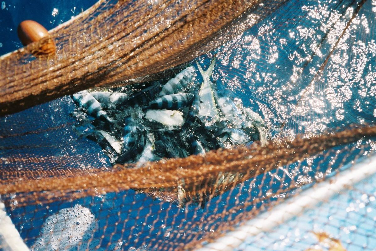 Gva Es Tecgsollicitud Per A La Pesca De Languila